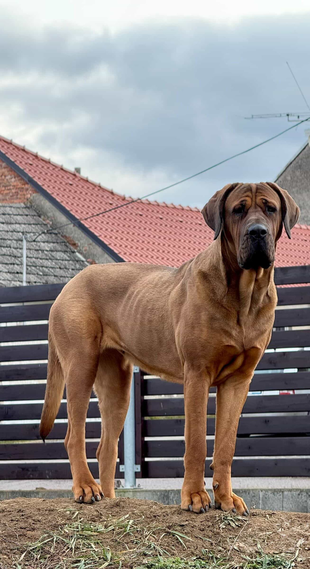 Photo of a real Tosa Inu dog standing outdoors